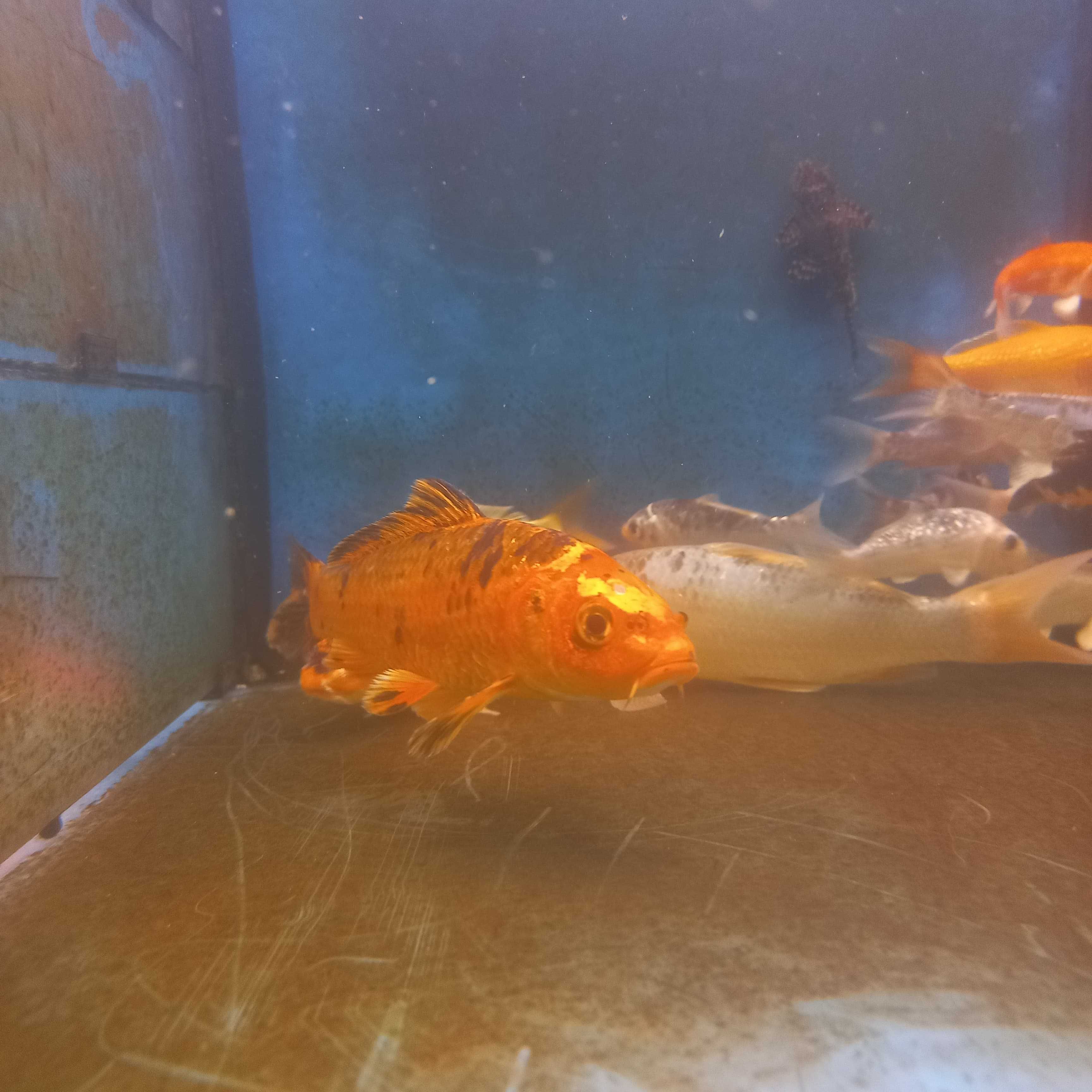 Carpa koi 10-13cm