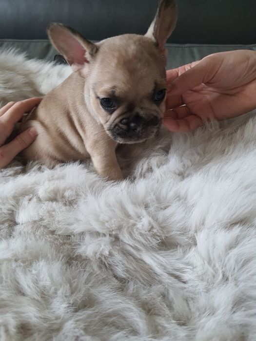 Ніжний рідкісний малюк STELLAR