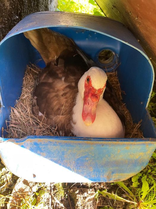 Patos Mudos pequenos