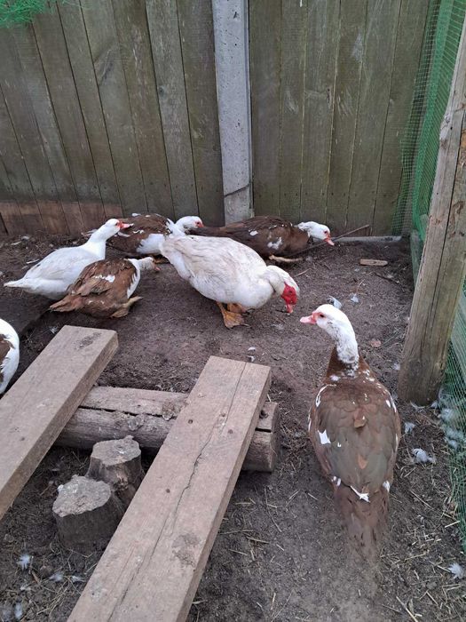 Продам индоуток, утака, инкубационные яйца