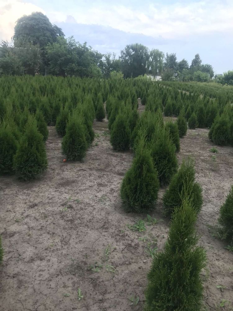 Продам туї західний смаргад