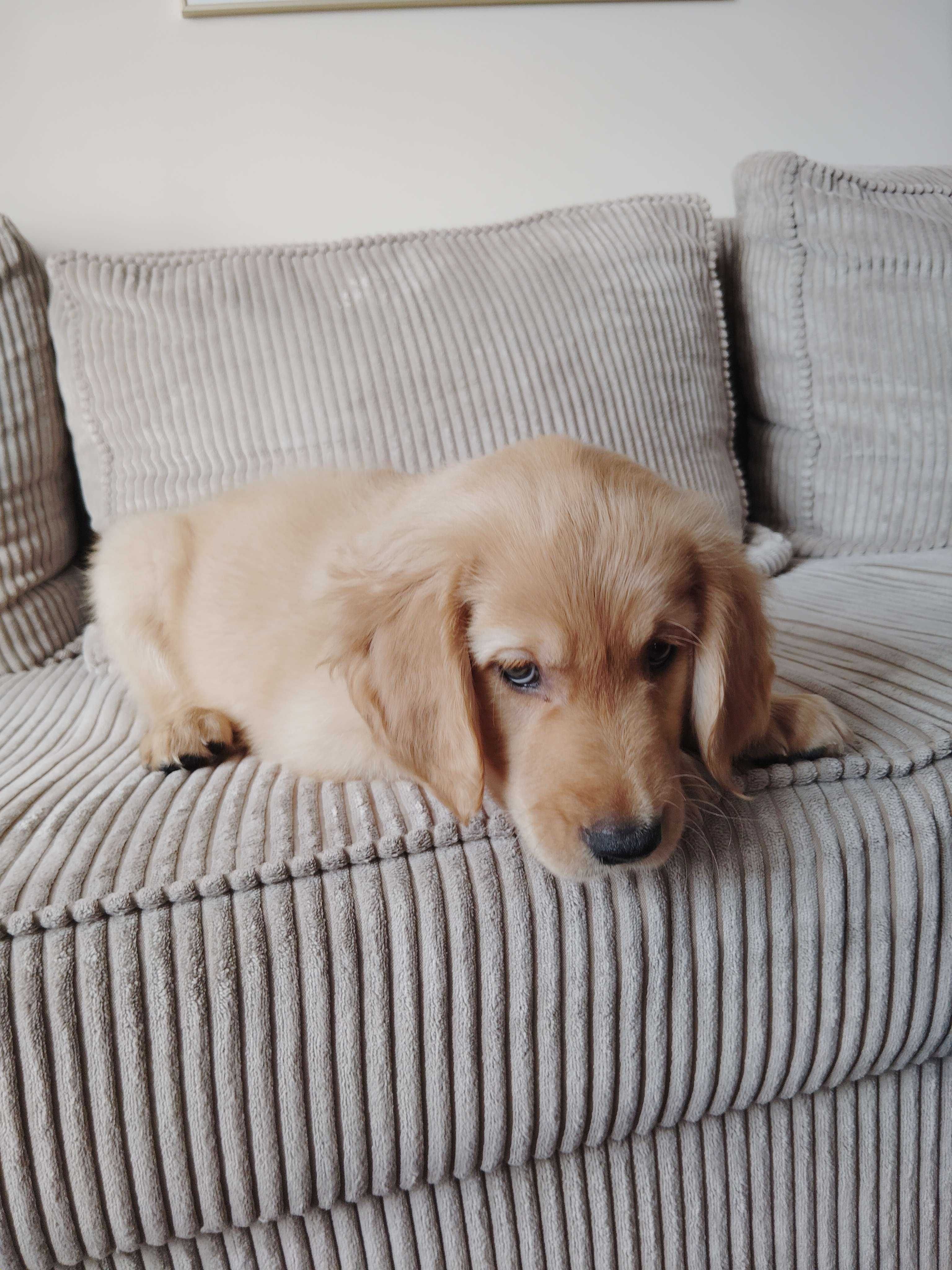 Szczeniak Golden Retriever