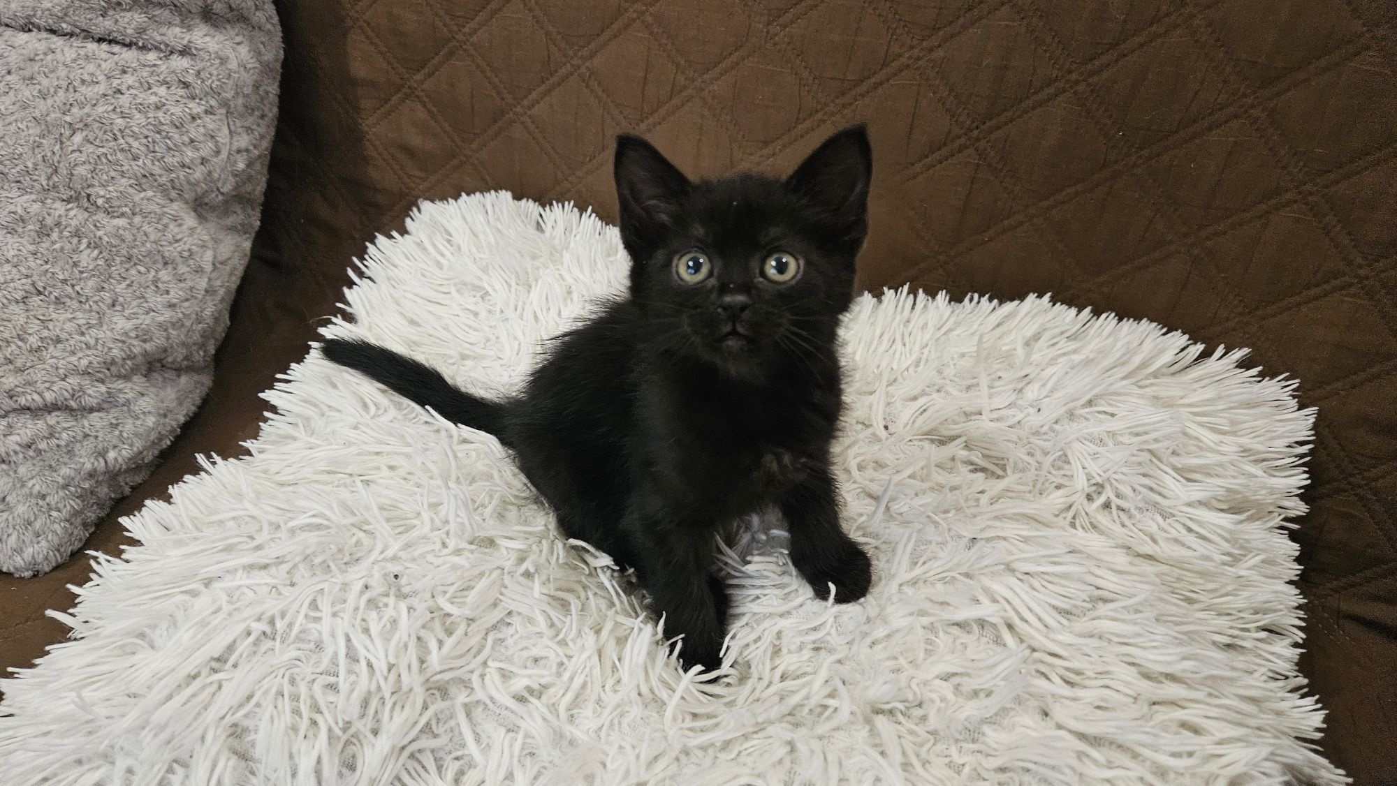 Котенята, котик, кішечка безкоштовно