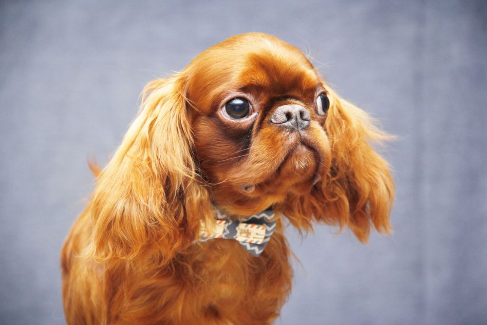 Ruby chłopiec King Charles Spaniel