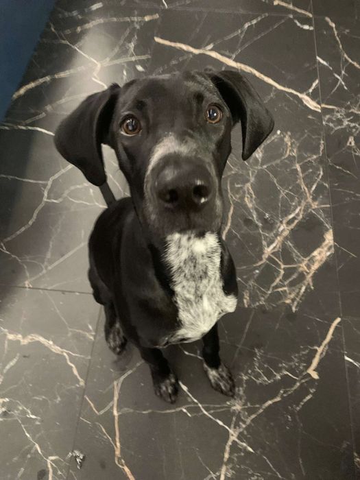 PRADA czeka na nowy dom