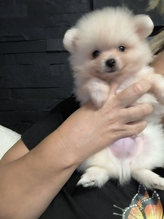 Spitz Anão.Lulu da Pomerânia. Perfeito ! Menino prono para entrega. Ur