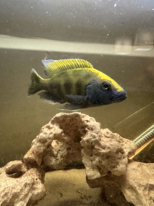 Ciclideo venustus - troco