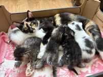 małe kociaki do adopcji