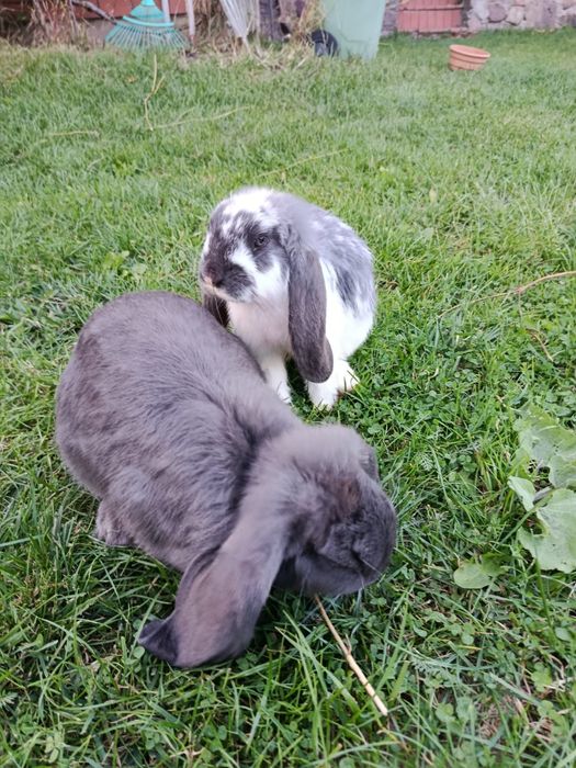 Króliki Barany Francuskie