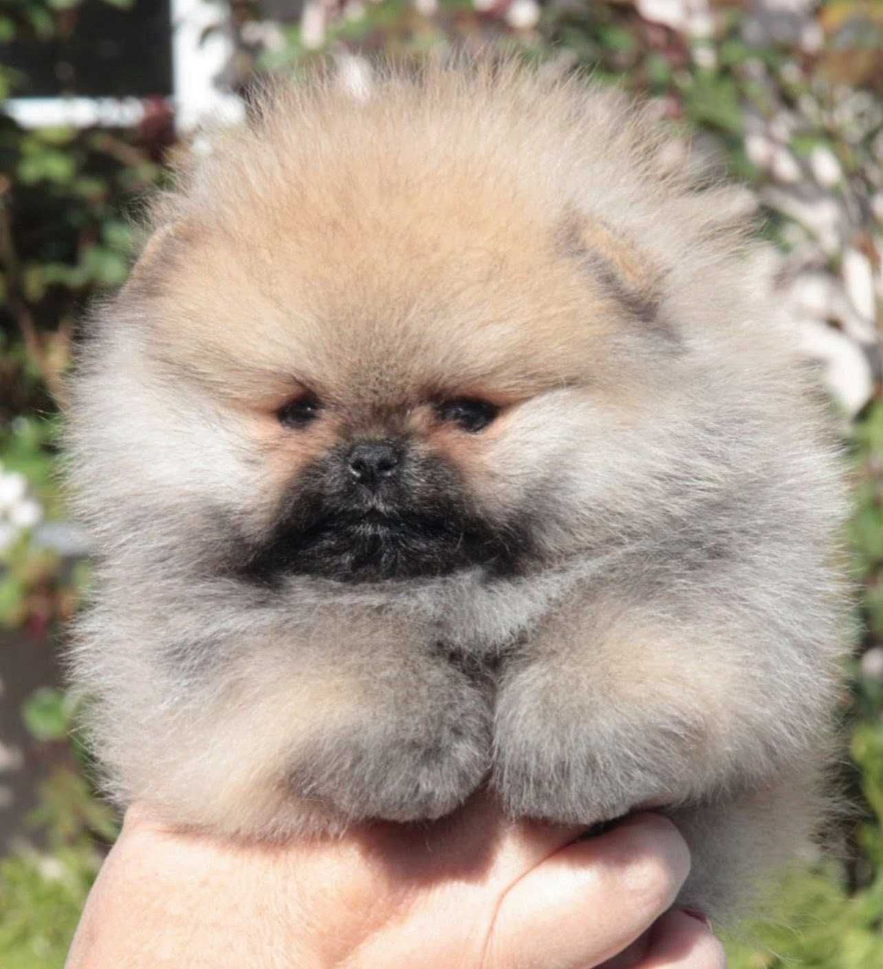 Spitz Alemão Anão ou Lulu da Pomerânia FEMEA LARANJA SABLE LOP e AFIXO