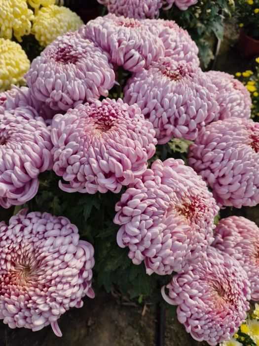 Chryzantemy drobnokwiatowe