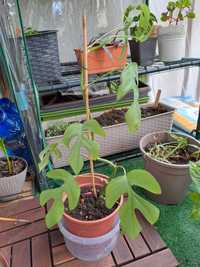 Monstera 'minima' rhaphidophora