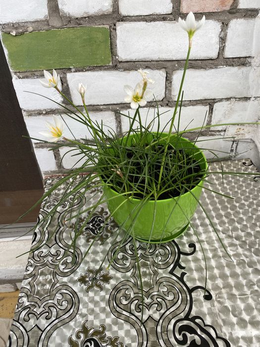 Продам комнатный цветок Зефирантес (комнатный нарцисс)