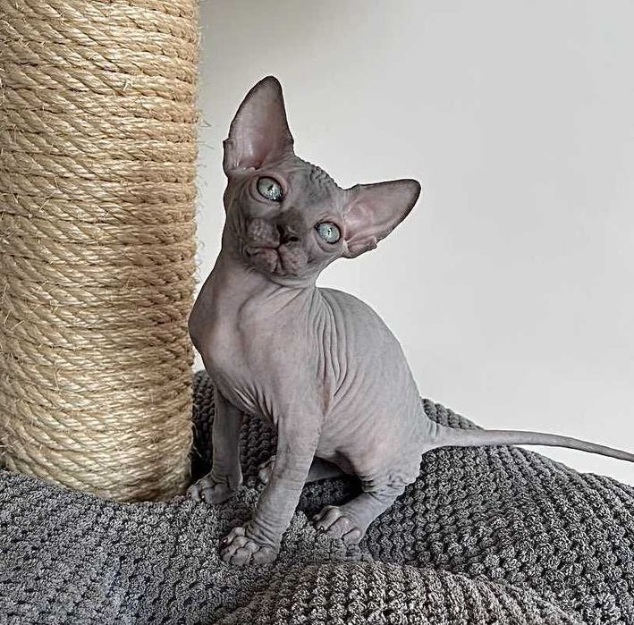 Милая, милашка девочка голубая.