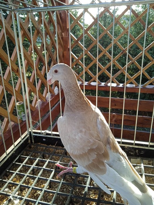 Samica ozdobna rzeszowska rzeszowskie garbonos garbonosy