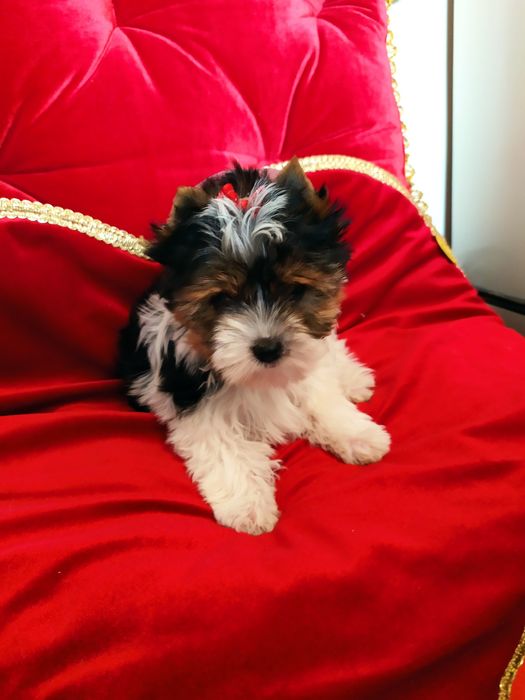 Cudownej urody suczka z metryką ZkwP/FCI Biewer Yorkshire terrier.