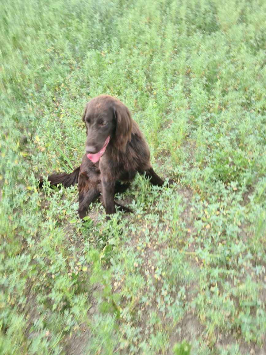 Flat Coated Retriever