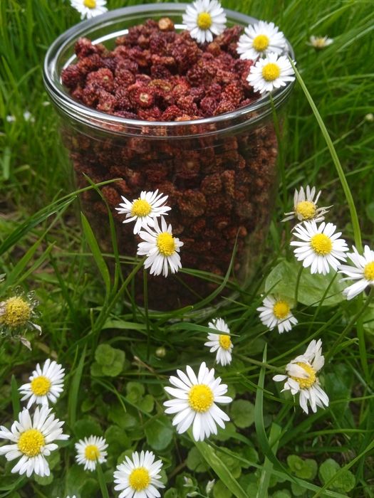 Брусника( Брусниця, Журавлина,Клюква)