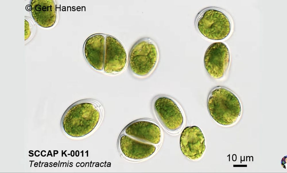 Тетраселміс Tetraselmis. Наннохлоропсис Nannochloropsis. Фітопланктон.