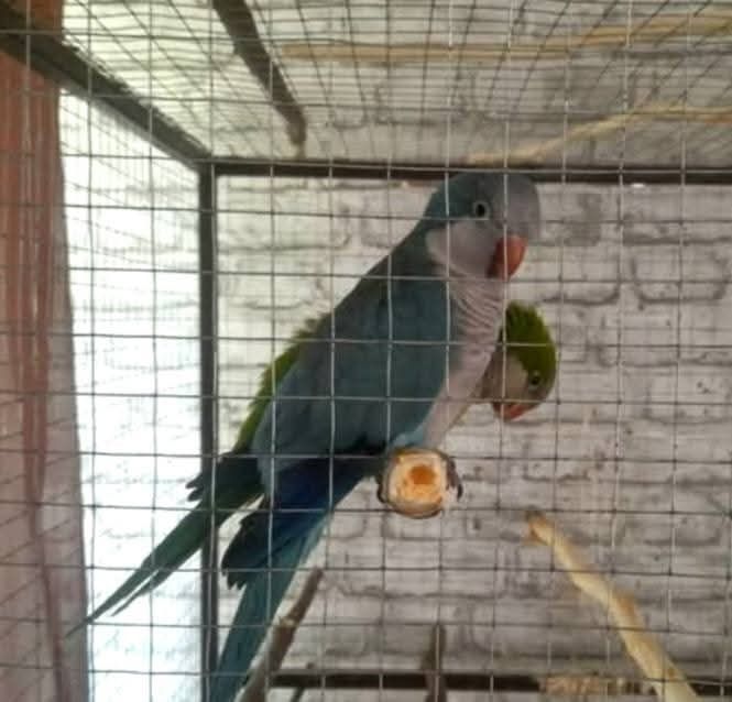 Клітка для птахів.Папуг. Каліта. Монахи.