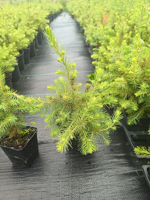 Świerk serbski p9 20-30cm