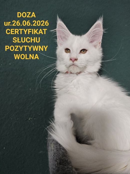 DOZA Kotka Maine Coon