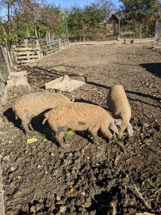 Поросята венгерської мангалиця