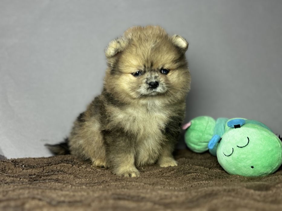 дівчинка блакитна ока тип ведмедик