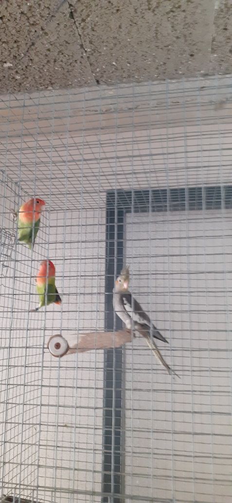 Vendo Varias aves