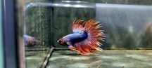Bojownik crowntail fancy ( strzępiasty)