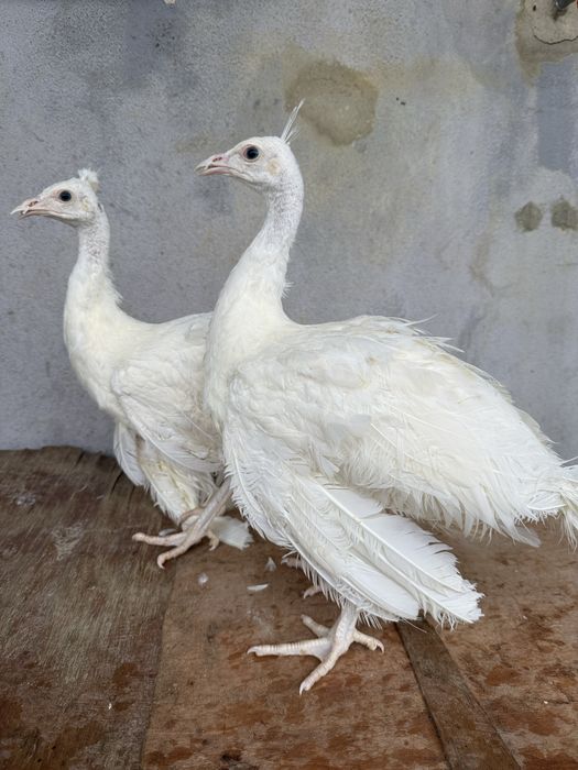 Pavões brancos jovens