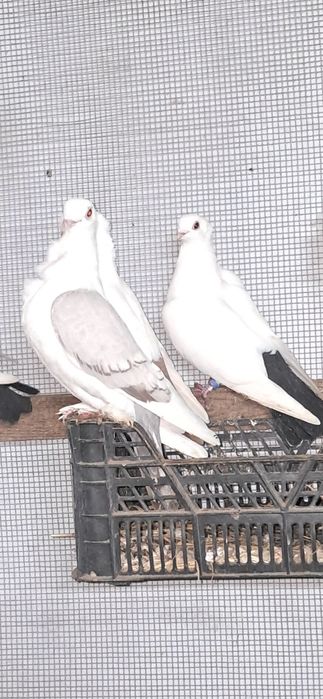 Gołębie ozdobne sprzedam