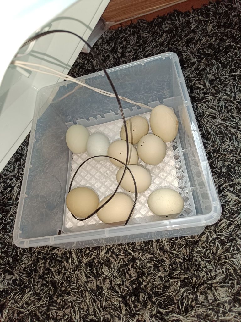 Inkubator do jajek 20 jajek + gratis