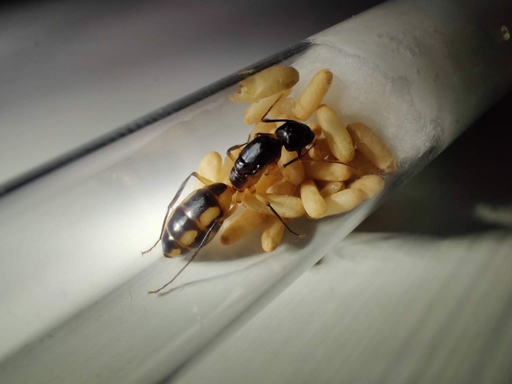 Camponotus maculatus, egzotyk, piękne, dla początkujących