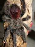 Avicularia metallica „white hairs”