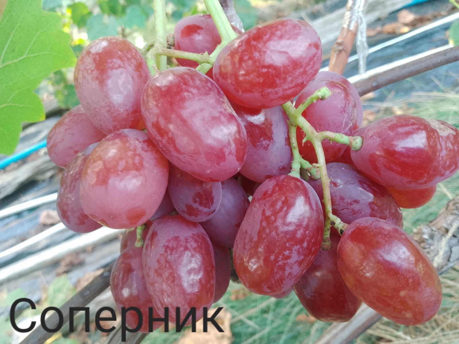 Черенки винограда