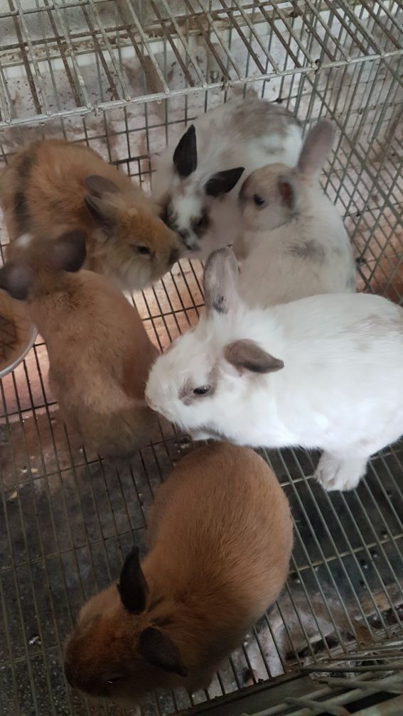 Vendo Coelhos anão