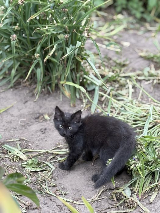 Потрібен дім Нужен дом котенку Черная кошечка