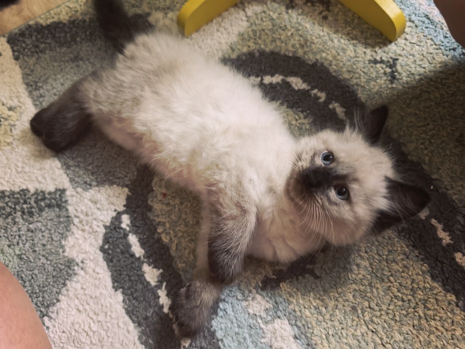 Kotki neva masquerade