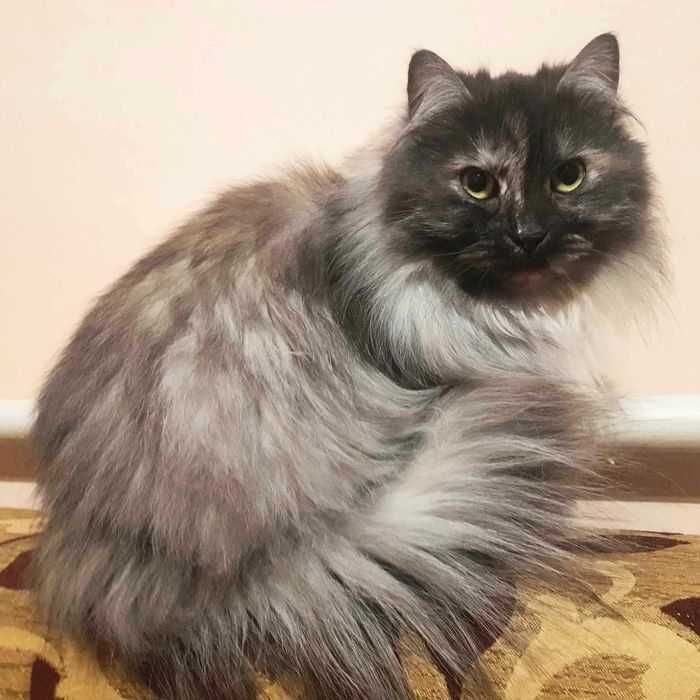 Lily długowłosa piękność