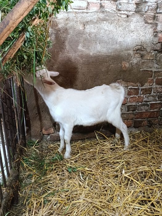 Козлик  звати Сніжок