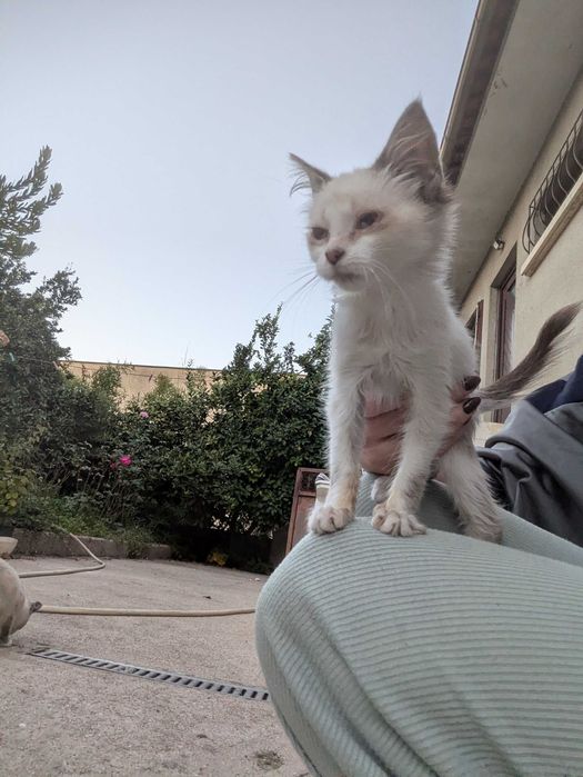 Gatinhos 5 meses muito mimalhos