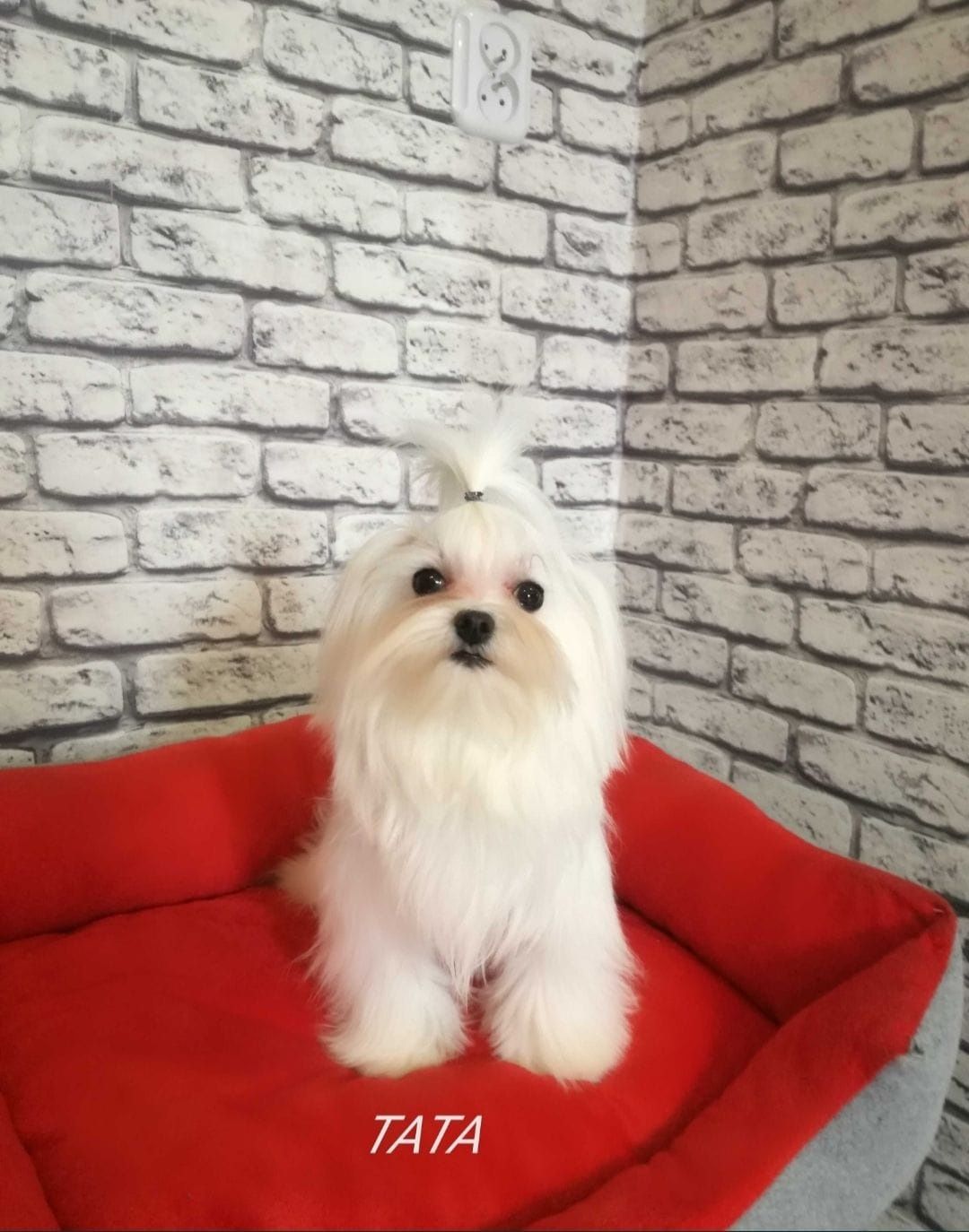 Maltipoo z włosem