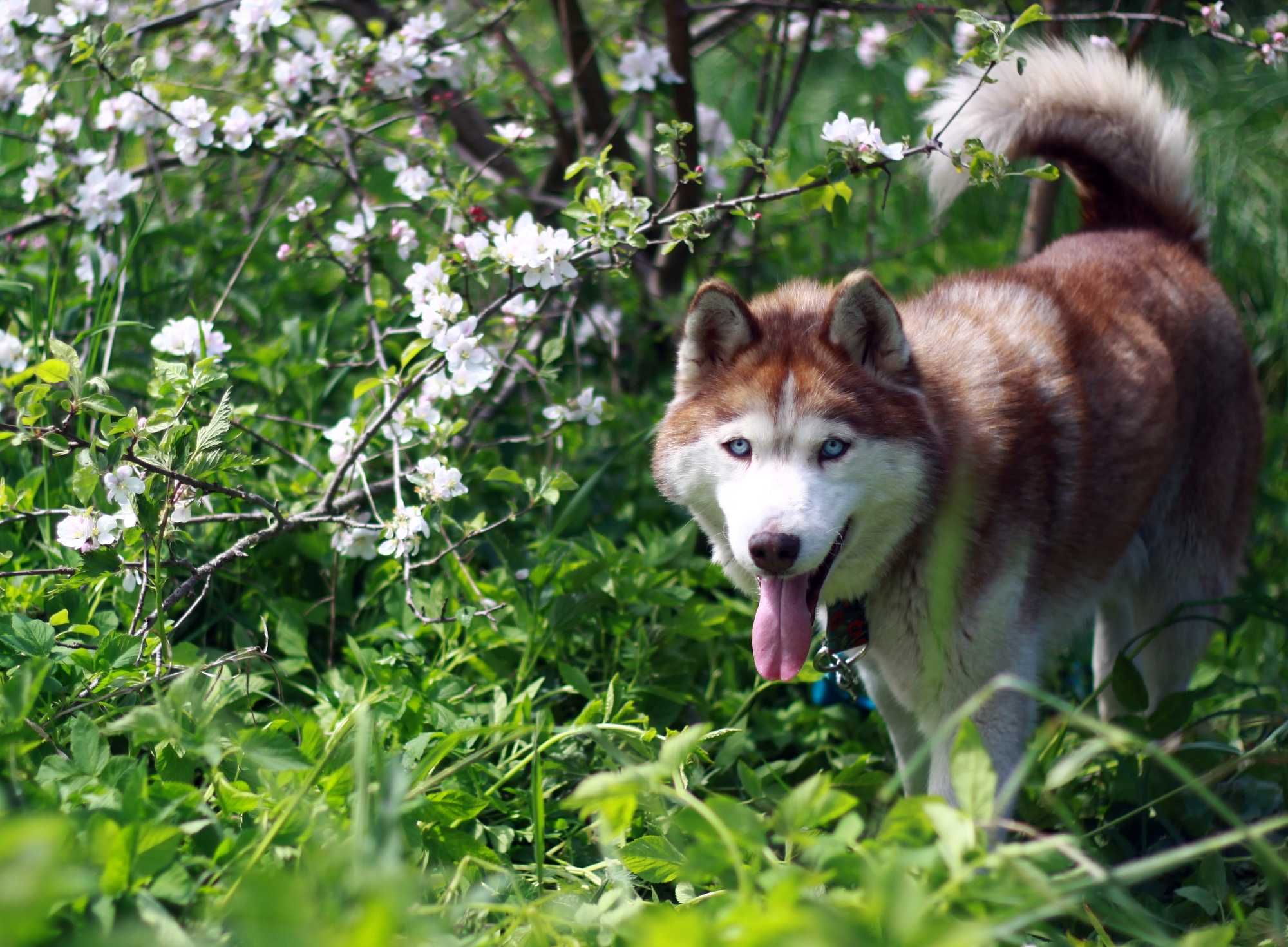 Piękny, rudy i niebieskooki pies husky szuka domu, nieduży, proludzki