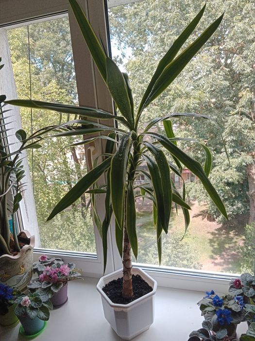 Юка кімнатна. Висота 115 см. Дуже гарний вазончик.