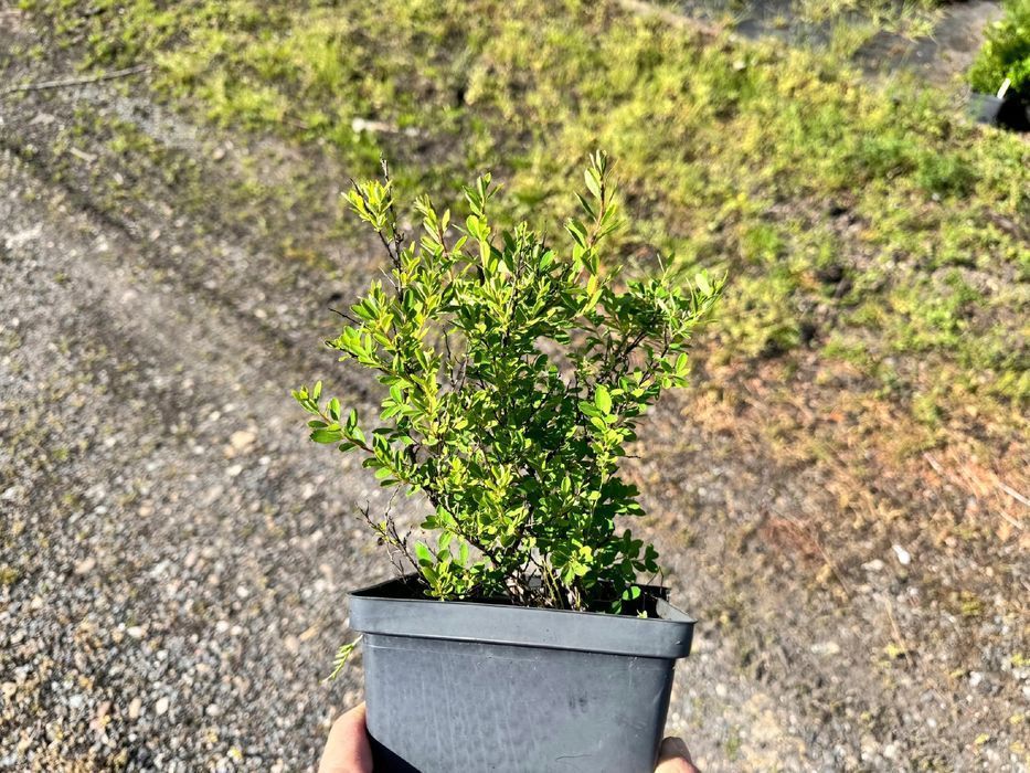 Tawuła nippońska 'White Carpet' (Spiraea nipponica) Doniczka 2.0L