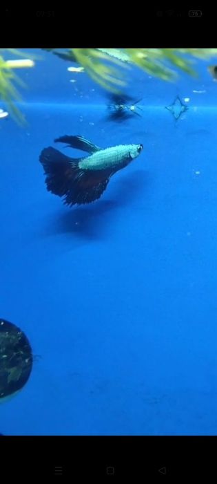 Betta Super Delta Black Cooper
