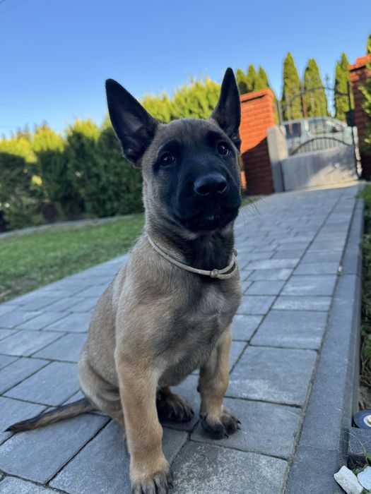 Szczeniak Owczarek Belgijski Malinois FCI