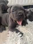 Cane Corso ZKwP/FCI Po pięknych i wyjatkowych rodzicach.