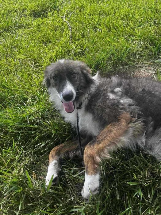 RITTA 1 rok lubi dzieci , piękny pies. Uratowana w Bułgarii